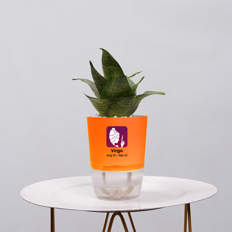 Snake Plant Bird’s Nest (Sansevieria Hahnii)