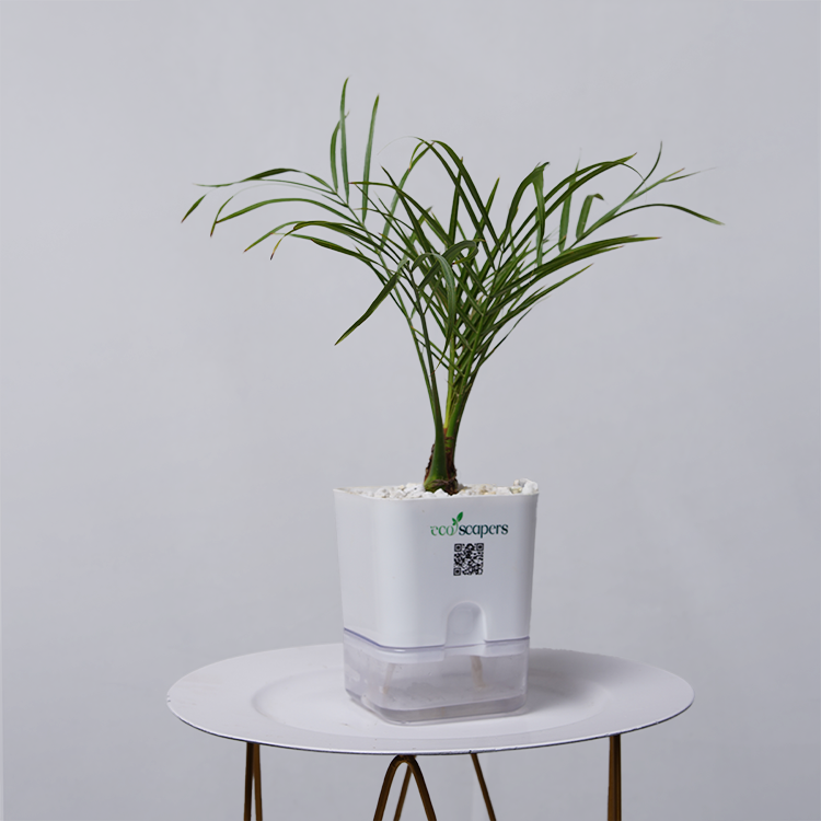 Areca  Golden Cane Palm