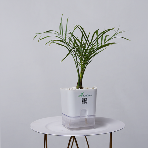 Areca  Golden Cane Palm