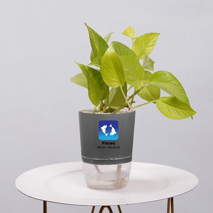Money Plant Neon