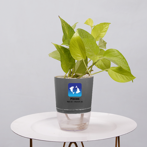 Money Plant Neon