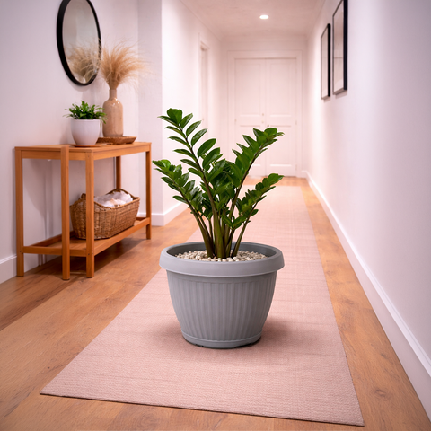 Zamioculcas Zamiifolia (ZZ Plant) in Roma Ribbed Planter