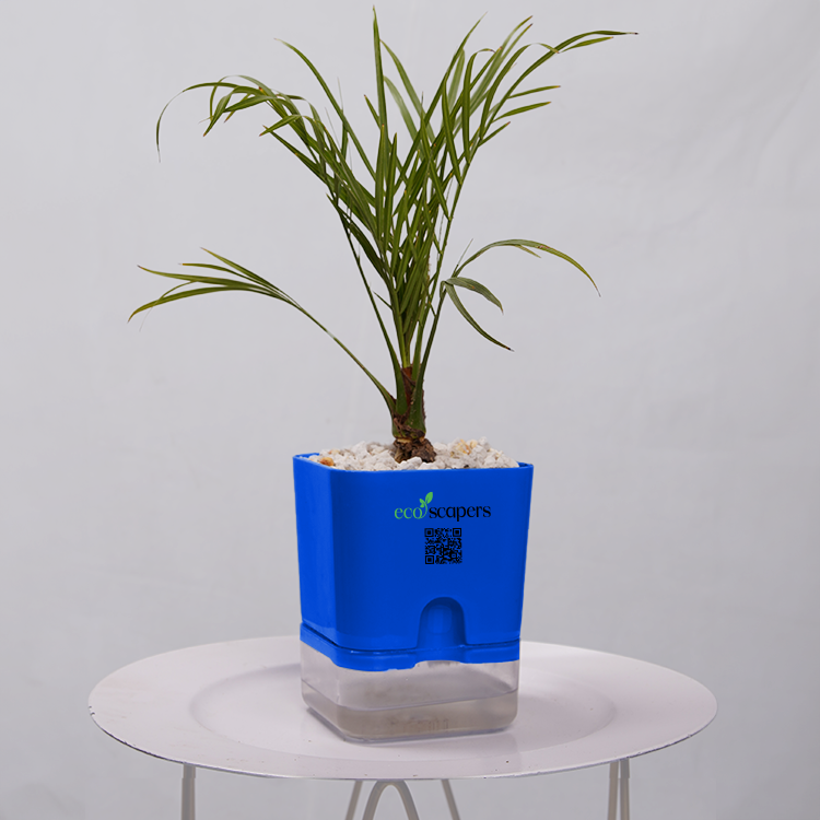 Phoenix Palm