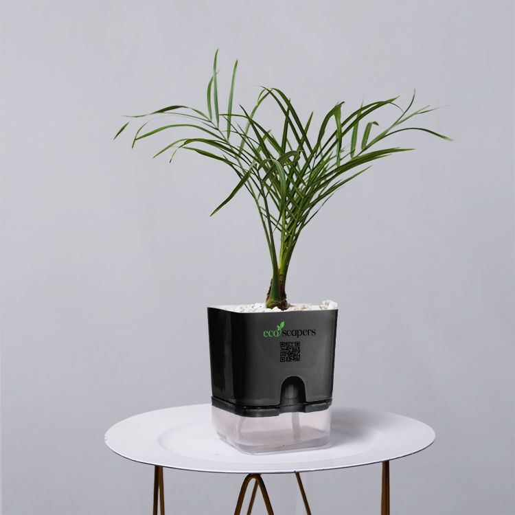 Areca  Golden Cane Palm