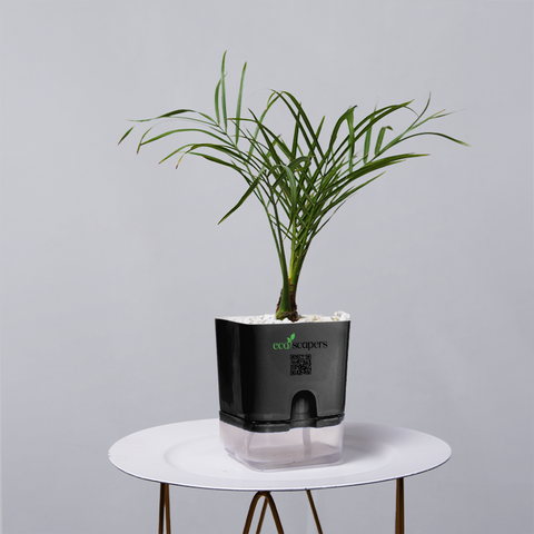 Areca  Golden Cane Palm