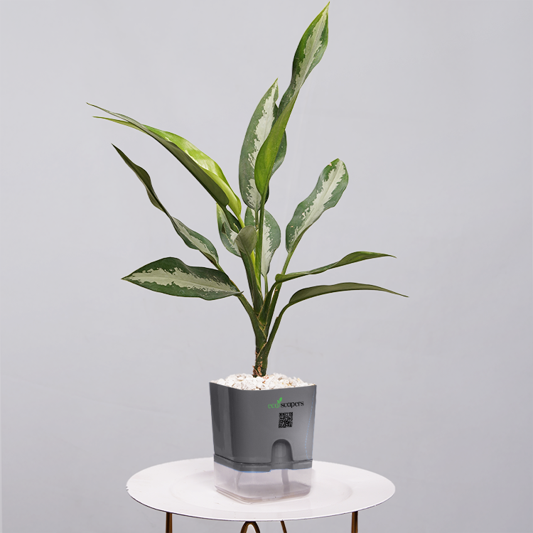 Aglaonema Chinese Evergreen