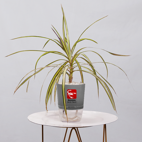 Dracaena marginata Madagascar multicolour