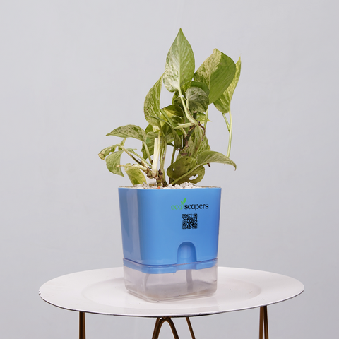 Money Plant Green (Pothos, Epipremnum aureum)