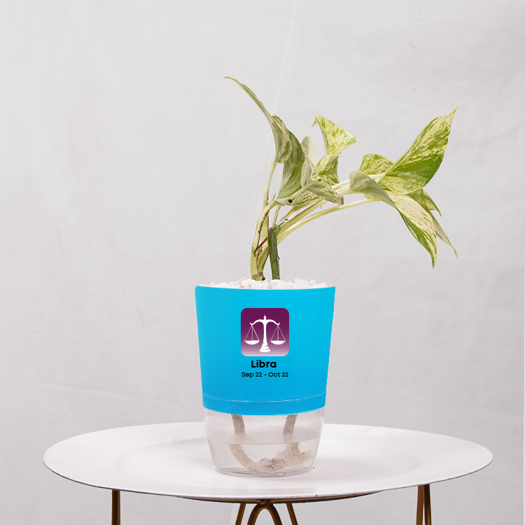 Money Plant Marble Queen