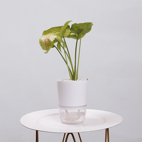 Syngonium Pink (Arrowhead Vine)