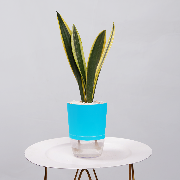 Snake Plant Dwarf Thai