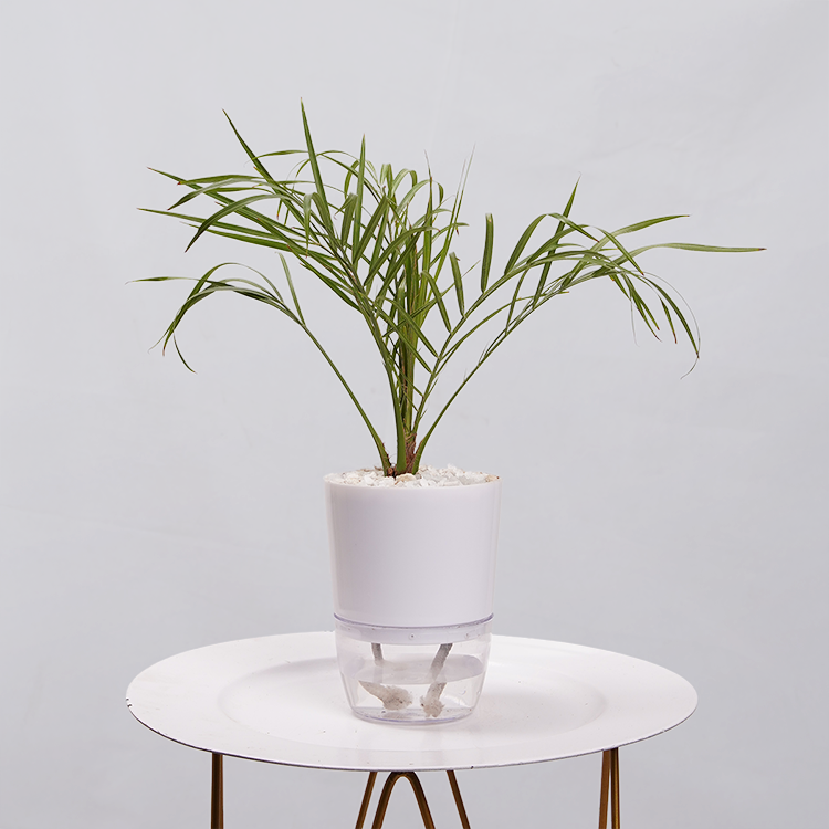 Phoenix Palm