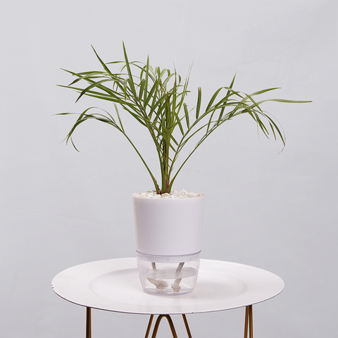 Phoenix Palm
