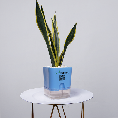 Snake Plant Dwarf Thai