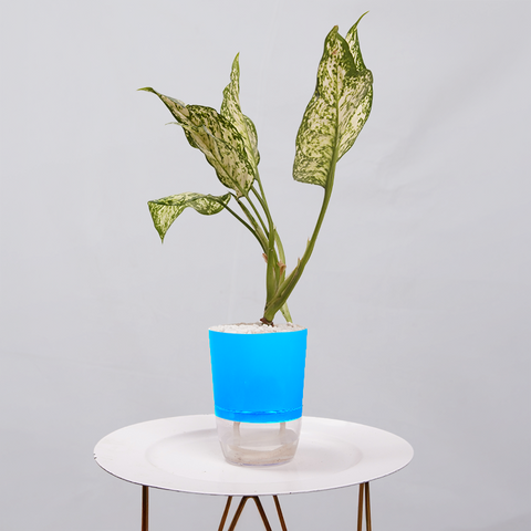 Aglaonema Snow white