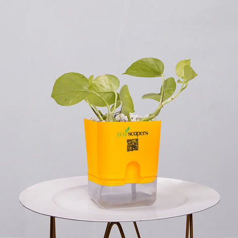Money Plant Neon