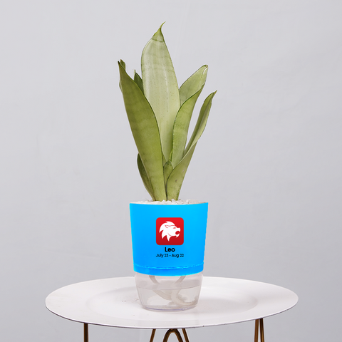 Sansevieria Moonlight