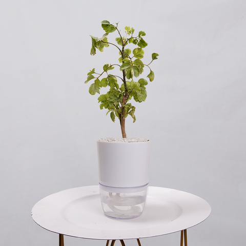Ficus Bonsai