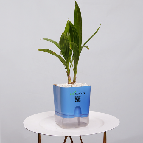 China Palm