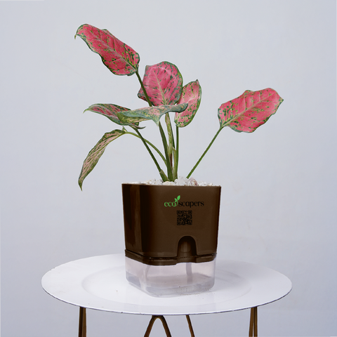 Aglaonema pink lipstick