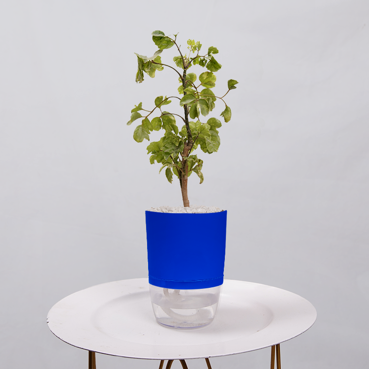 Ficus Bonsai