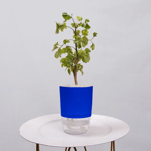 Ficus Bonsai