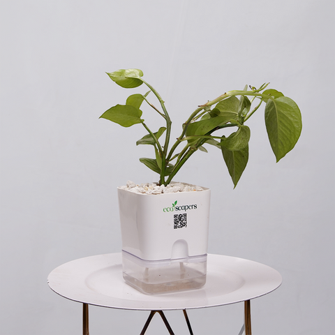 Money Plant Golden