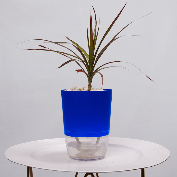 Dracaena Marginata (Dragon Tree)