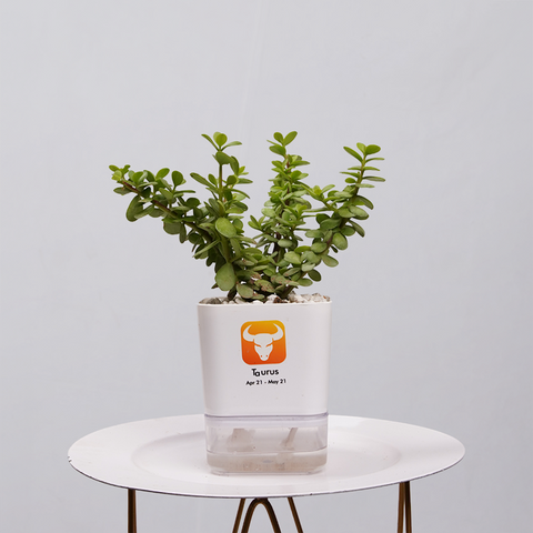 Jade Plant (Crassula ovata)