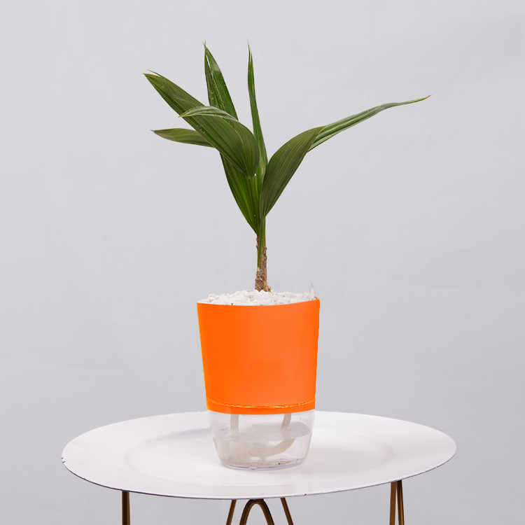 Coconut Palm Seedling