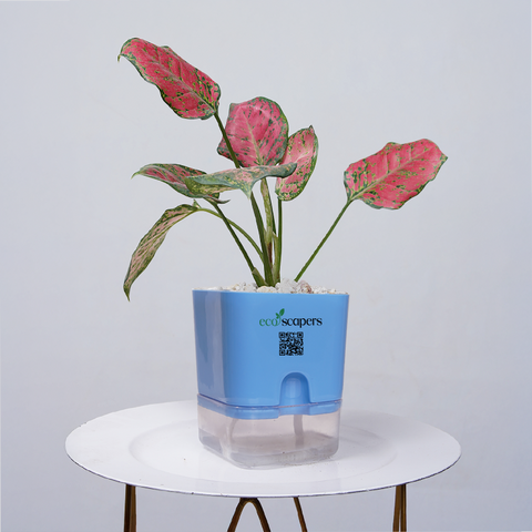 Aglaonema pink lipstick