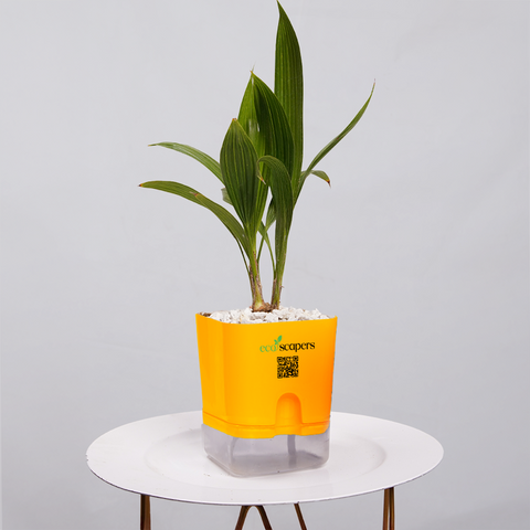 China Palm