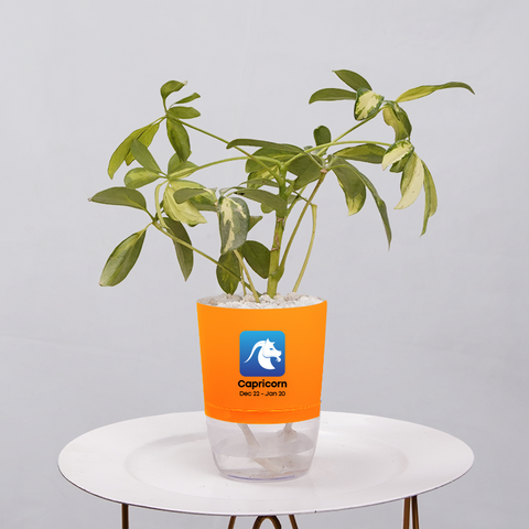 Shefflera (Umbrella Plant)