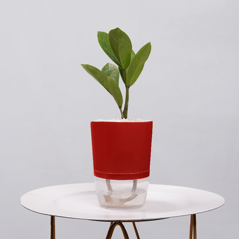 ZZ Plant (Zamioculcas zamiifolia)