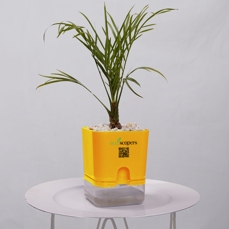 Phoenix Palm