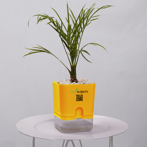 Phoenix Palm