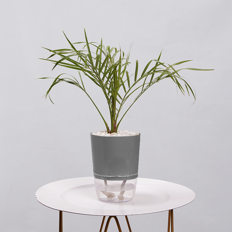 Phoenix Palm