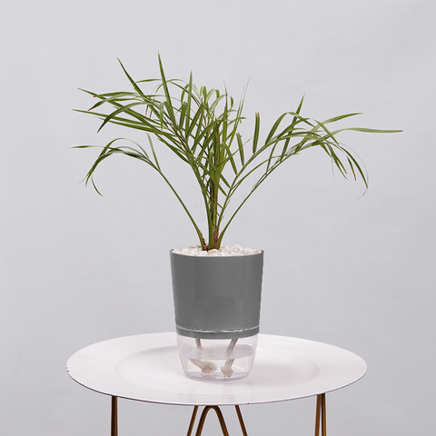 Phoenix Palm