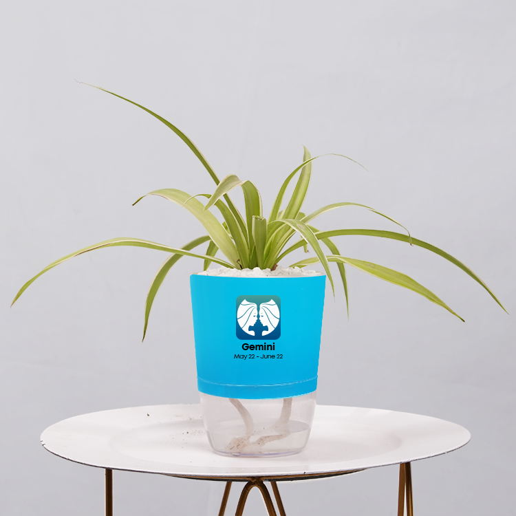 Spider Plant (Chlorophytum comosum)
