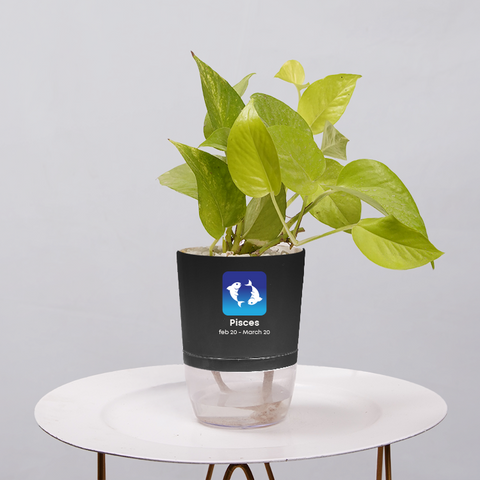 Money Plant Neon