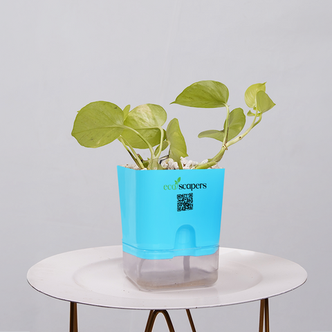 Money Plant Neon