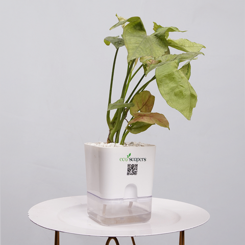 Syngonium Pink (Arrowhead Vine)