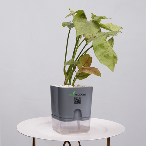 Syngonium Pink (Arrowhead Vine)