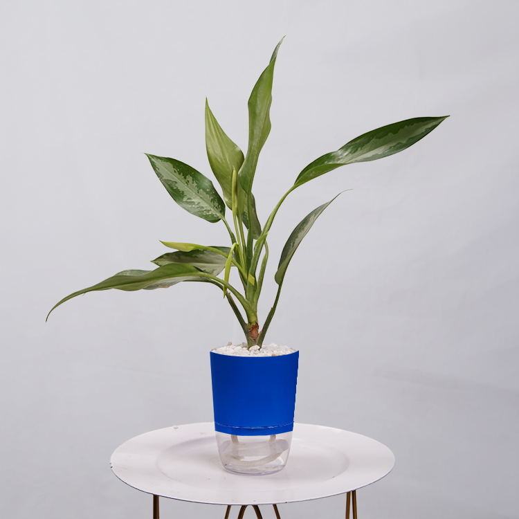 Aglaonema Chinese Evergreen