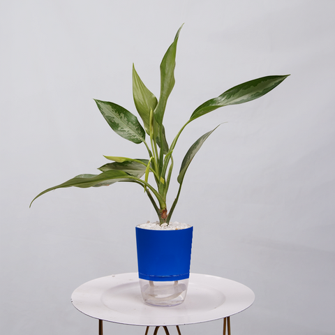 Aglaonema Chinese Evergreen
