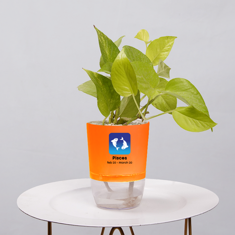 Money Plant Neon