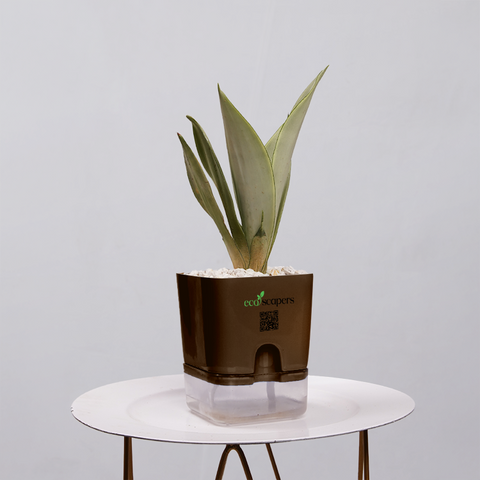 Sansevieria Moonlight