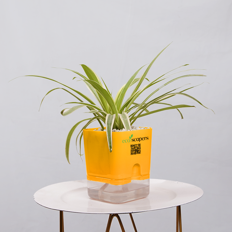 Dracaena marginata Madagascar multicolour