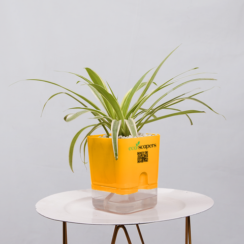 Dracaena marginata Madagascar multicolour