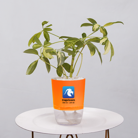 Shefflera (Umbrella Plant)